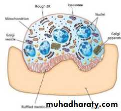 lec.3Alveolar Process (Bone)