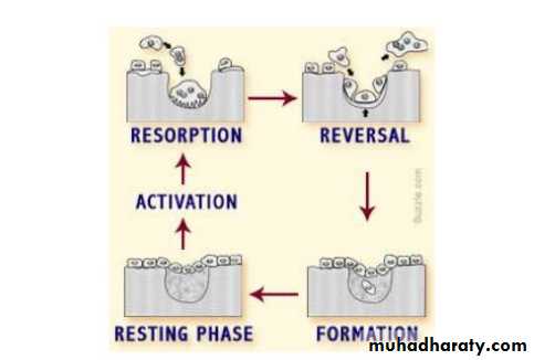 lec.3Alveolar Process (Bone)
