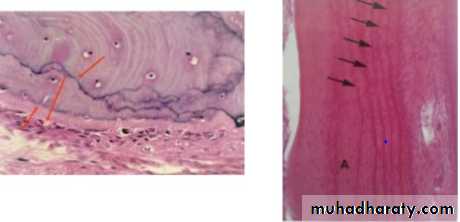 lec.3Alveolar Process (Bone)