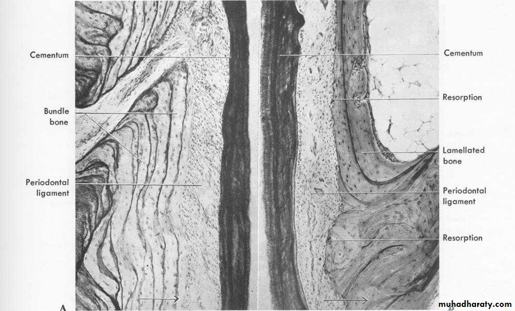 lec.3Alveolar Process (Bone)