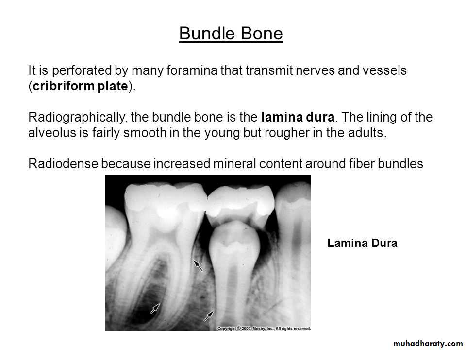 lec.3Alveolar Process (Bone)