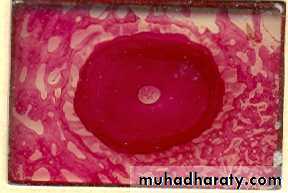lec.3Alveolar Process (Bone)