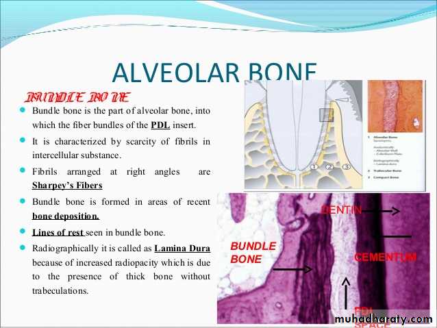 lec.3Alveolar Process (Bone)