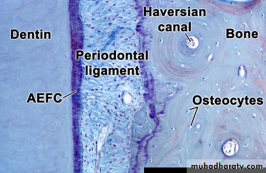 lec.3Alveolar Process (Bone)