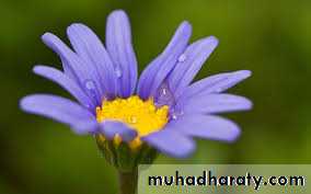 تصنيف 3