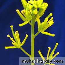 تصنيف 3