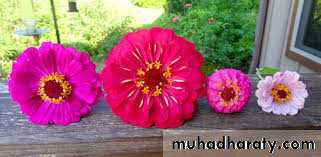 تصنيف 3