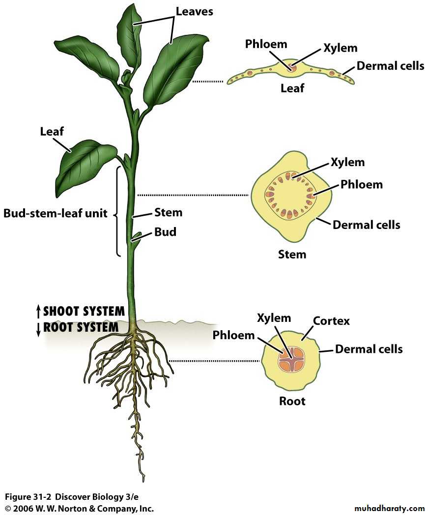 Dermal tissues