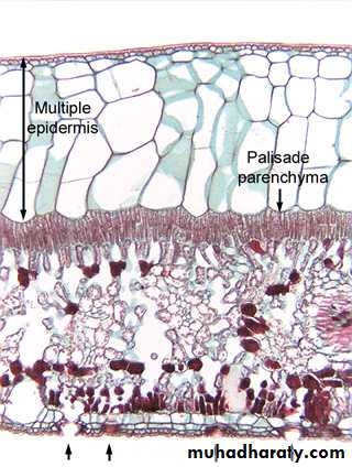 Dermal tissues