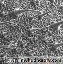 Dermal tissues