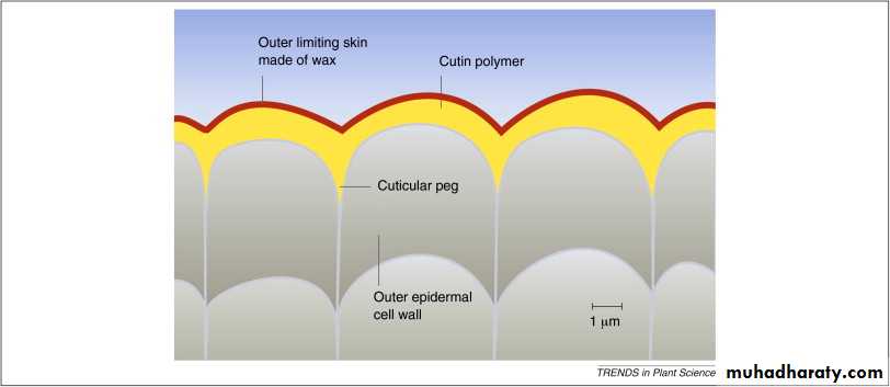 Dermal tissues