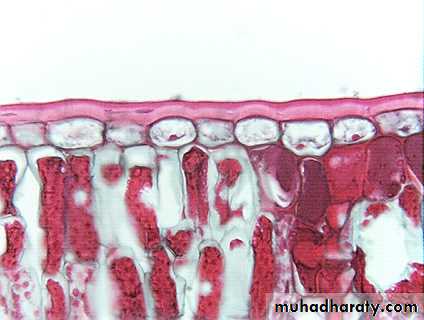 Dermal tissues