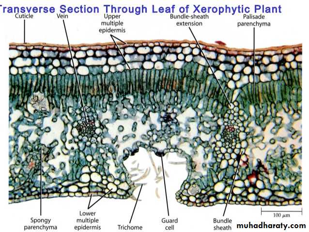 Dermal tissues