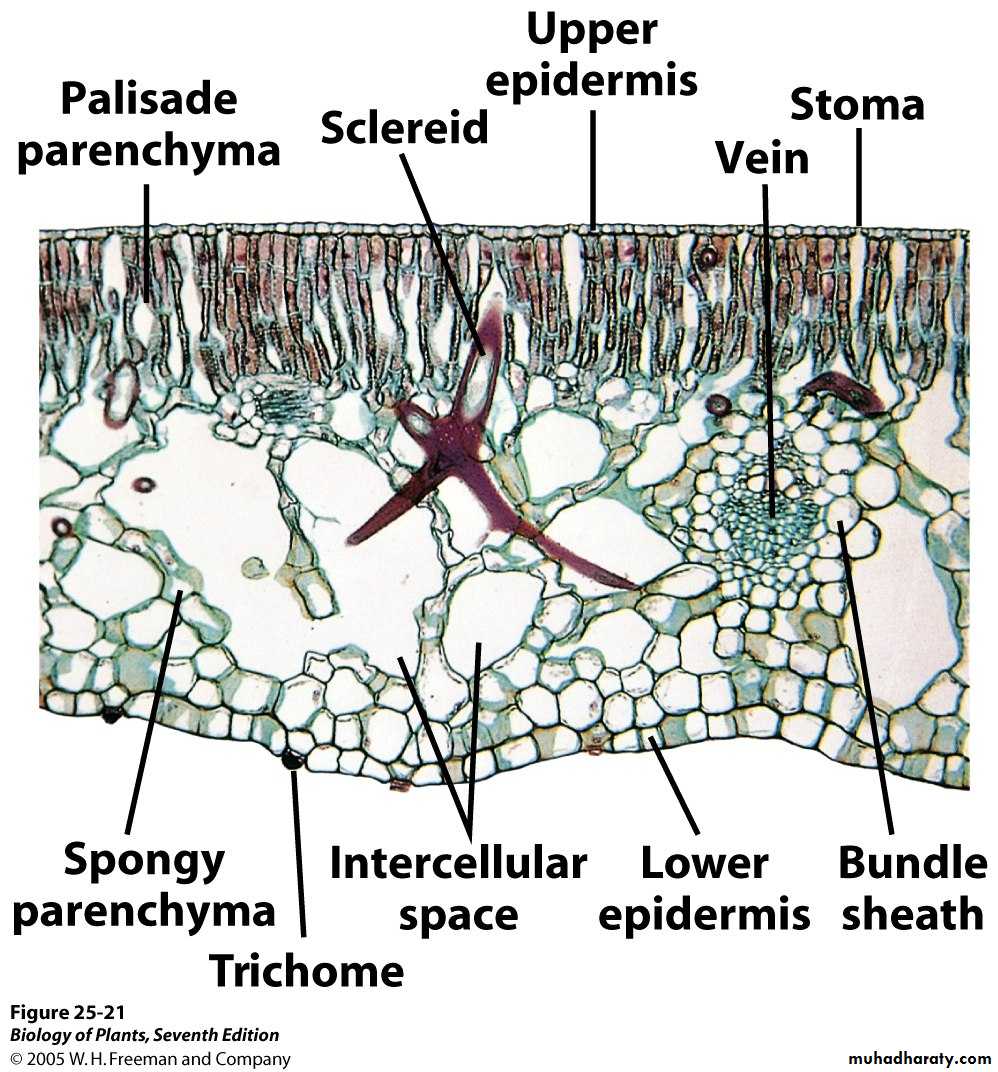 Dermal tissues