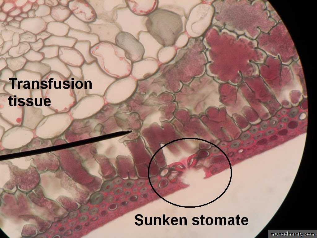Dermal tissues