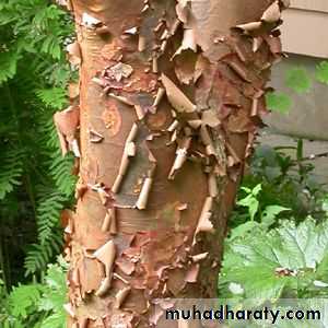 Dermal tissues