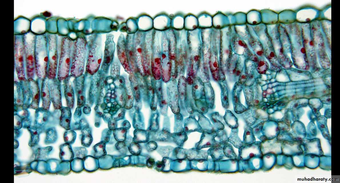 Dermal tissues