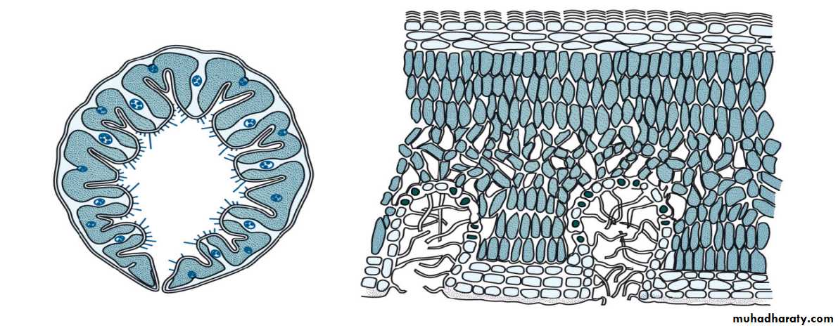 Dermal tissues