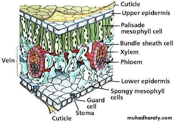 Permanent tissues