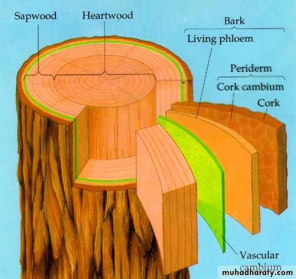 Permanent tissues
