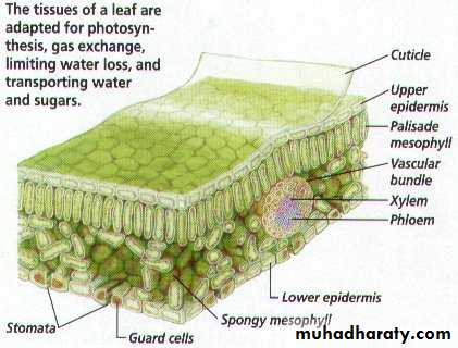 Permanent tissues