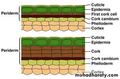 Permanent tissues