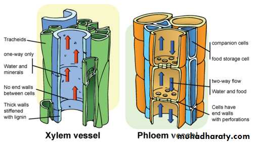 Permanent tissues