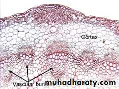 Permanent tissues