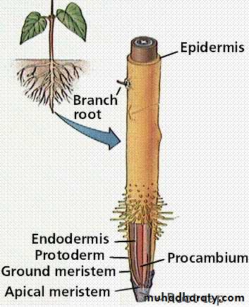 Permanent tissues