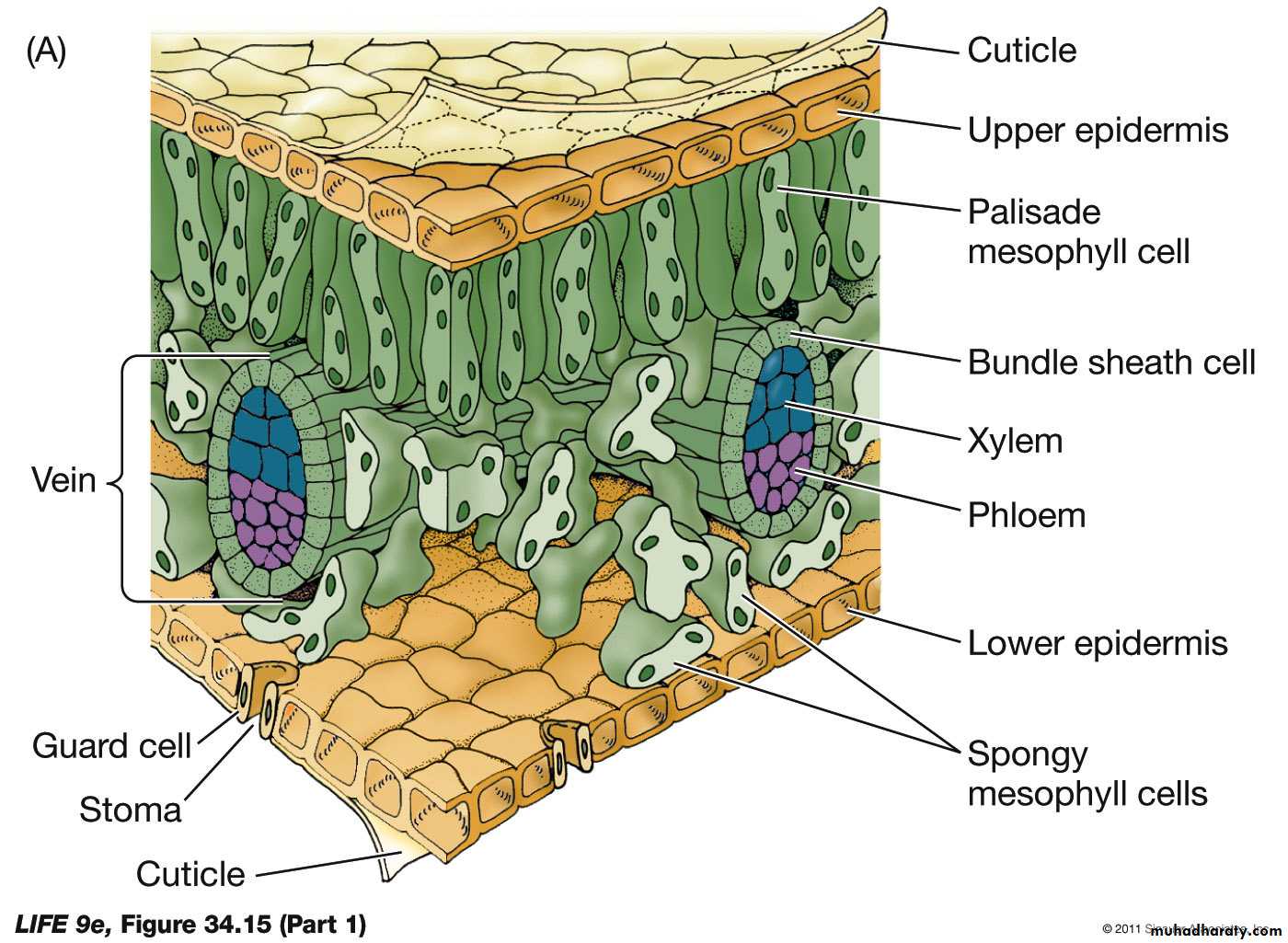Permanent tissues