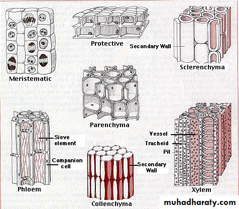 Permanent tissues