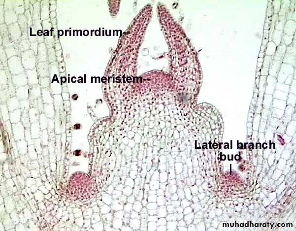 Permanent tissues