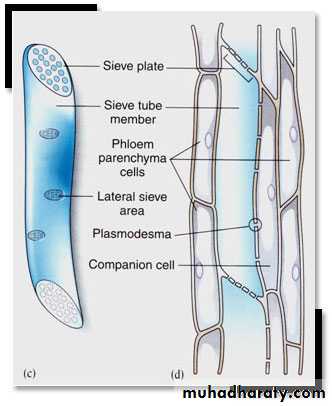 Permanent tissues