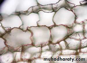 Permanent tissues
