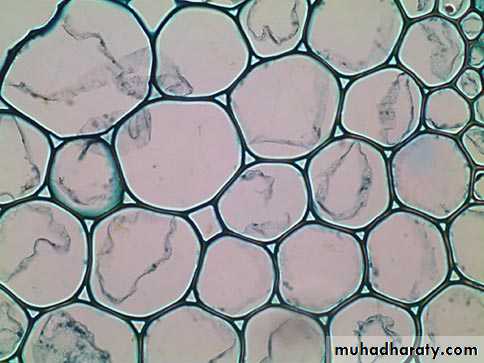 Permanent tissues