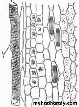 Permanent tissues