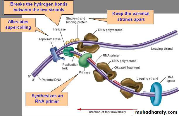 DNA replication