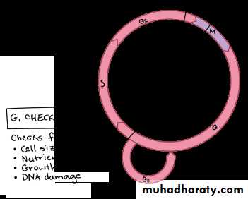DNA replication