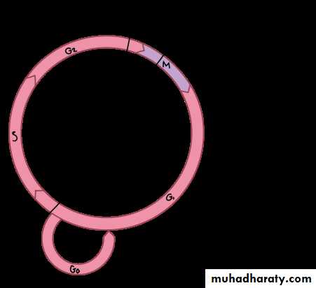 DNA replication
