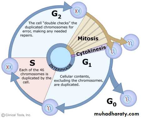DNA replication