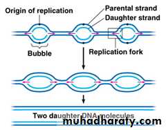 DNA replication