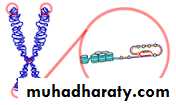 DNA replication