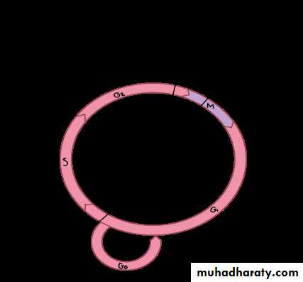 DNA replication