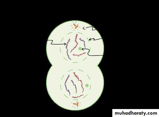 Cell cycle