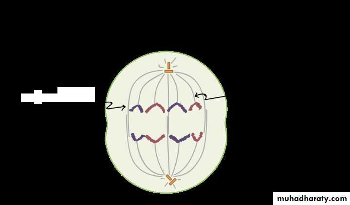 Cell cycle