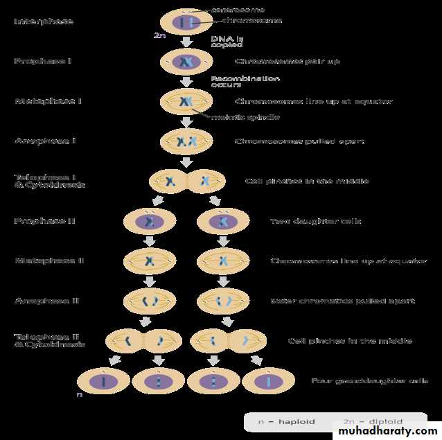 Cell cycle
