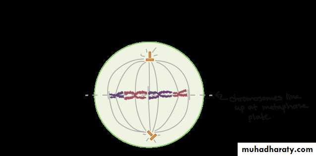 Cell cycle