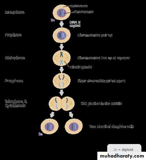 Cell cycle