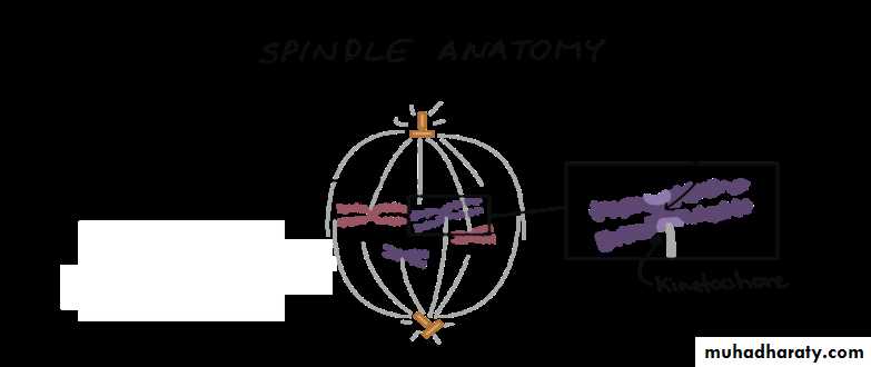 Cell cycle