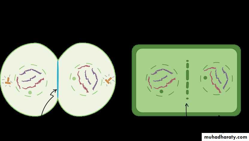 Cell cycle